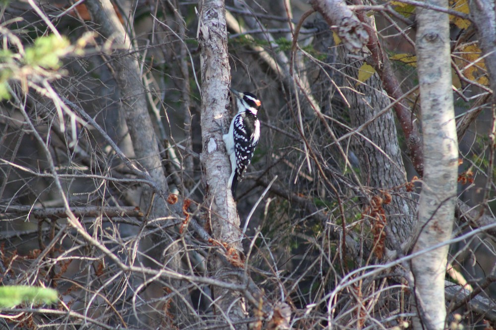 Hairy Woodpecker - ML625476824