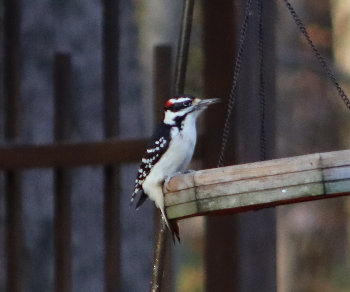 Hairy Woodpecker (Eastern) - ML625476827