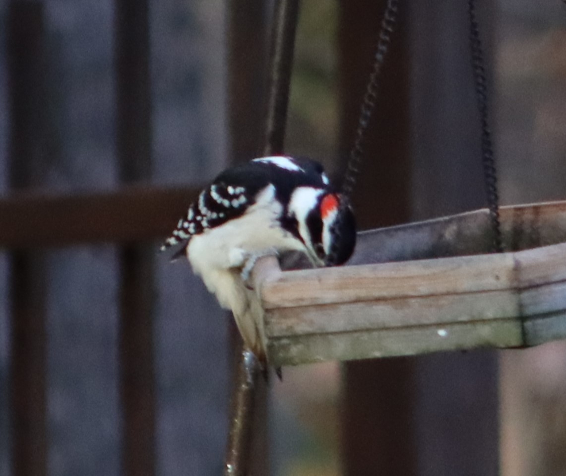 Hairy Woodpecker (Eastern) - ML625476831