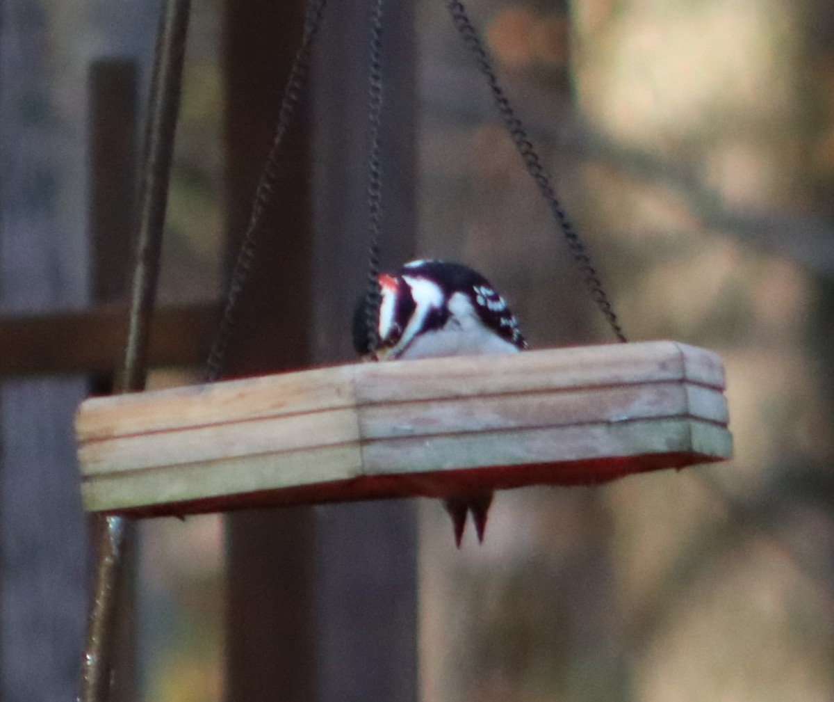 Hairy Woodpecker (Eastern) - ML625476833