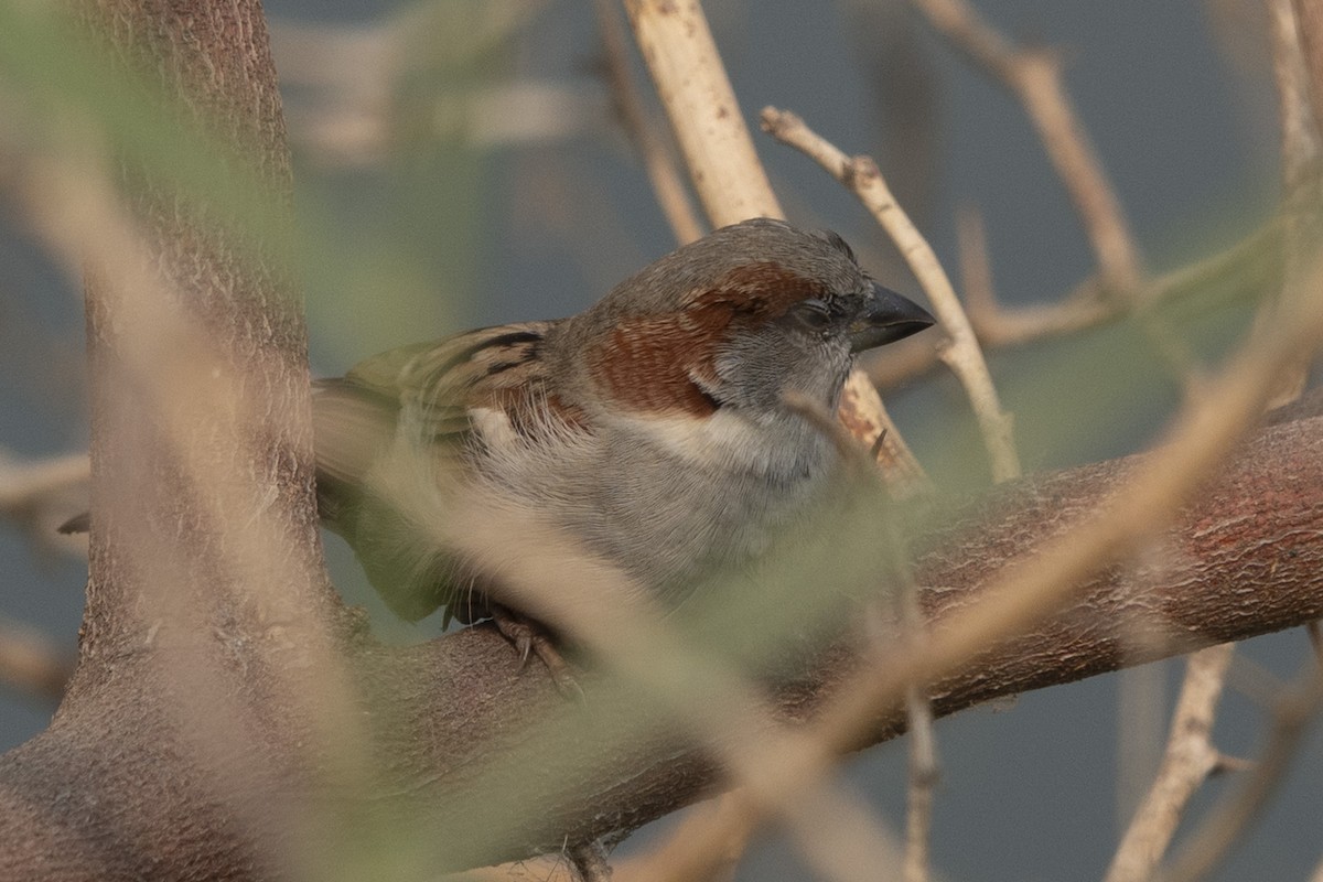 Sind Sparrow - ML625477050