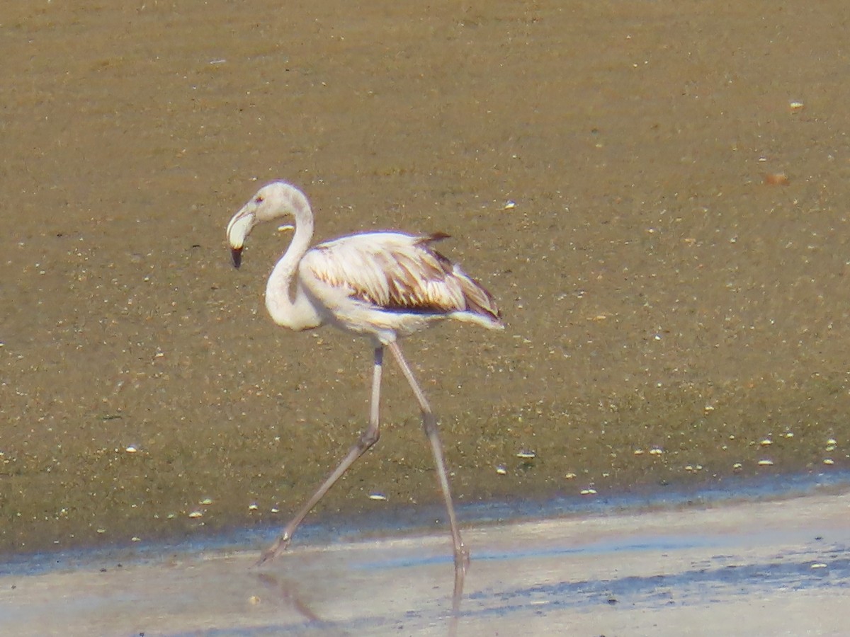 Greater Flamingo - ML625477150