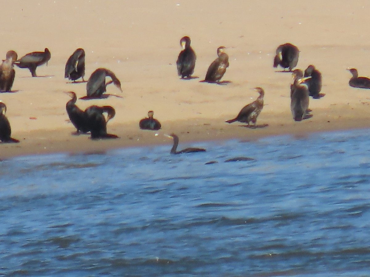 Great Cormorant - Elizabeth Ferber