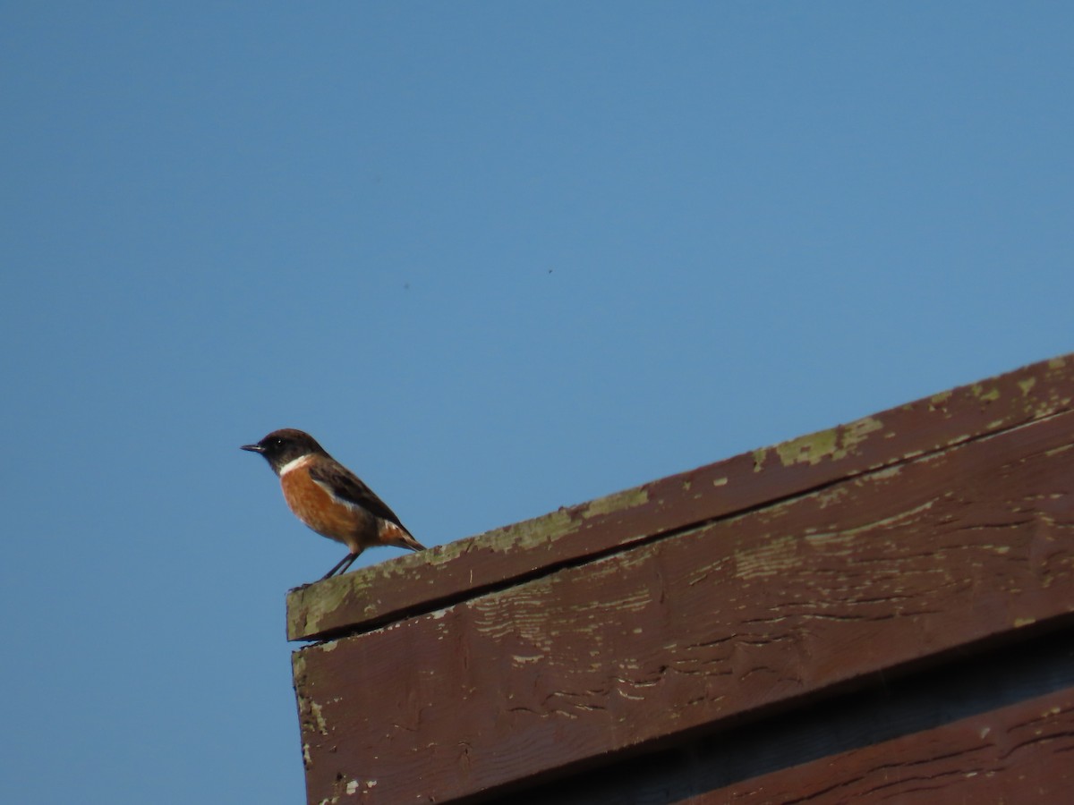 European Stonechat - ML625477192