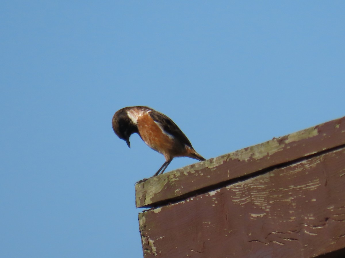 European Stonechat - ML625477194