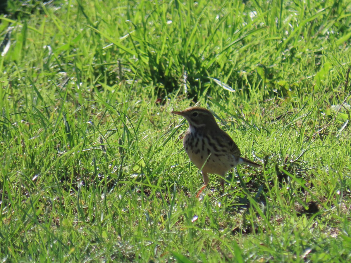 Meadow Pipit - ML625477203