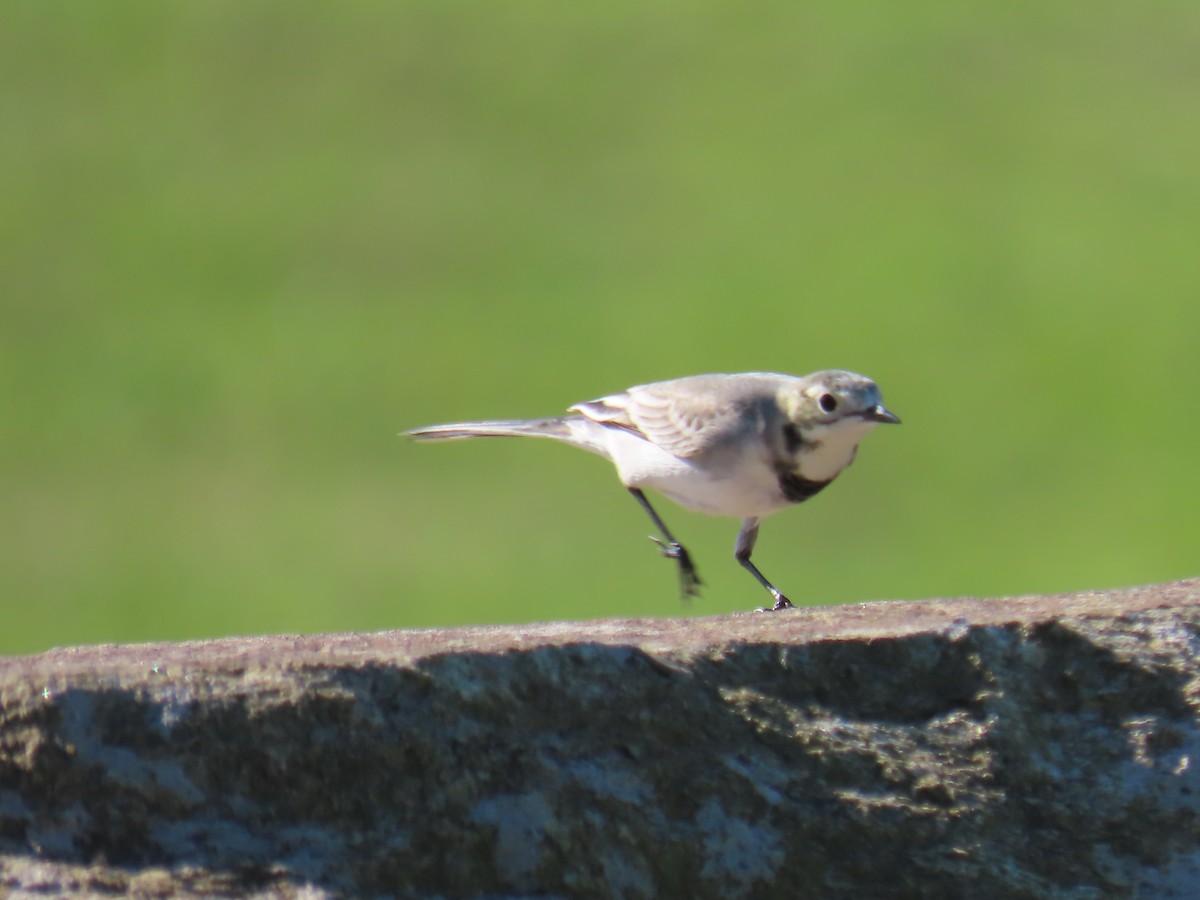 White Wagtail - ML625477206