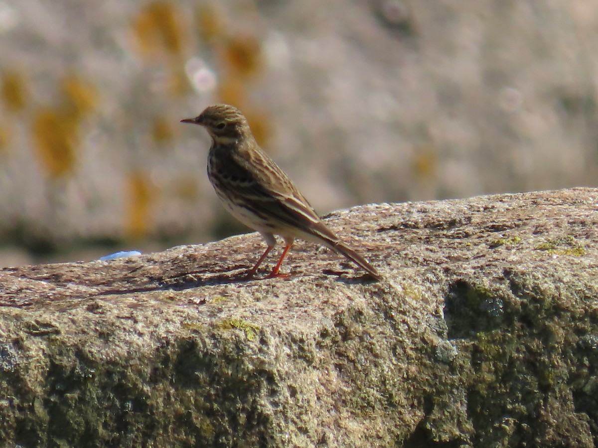 Meadow Pipit - ML625477220