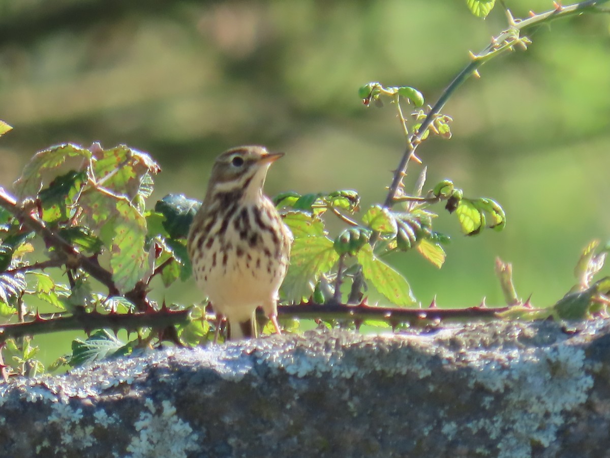 Meadow Pipit - ML625477222