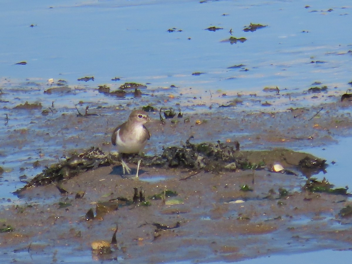 Common Sandpiper - ML625477231