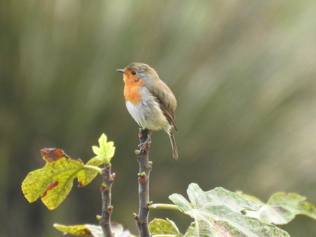 European Robin - ML625477342