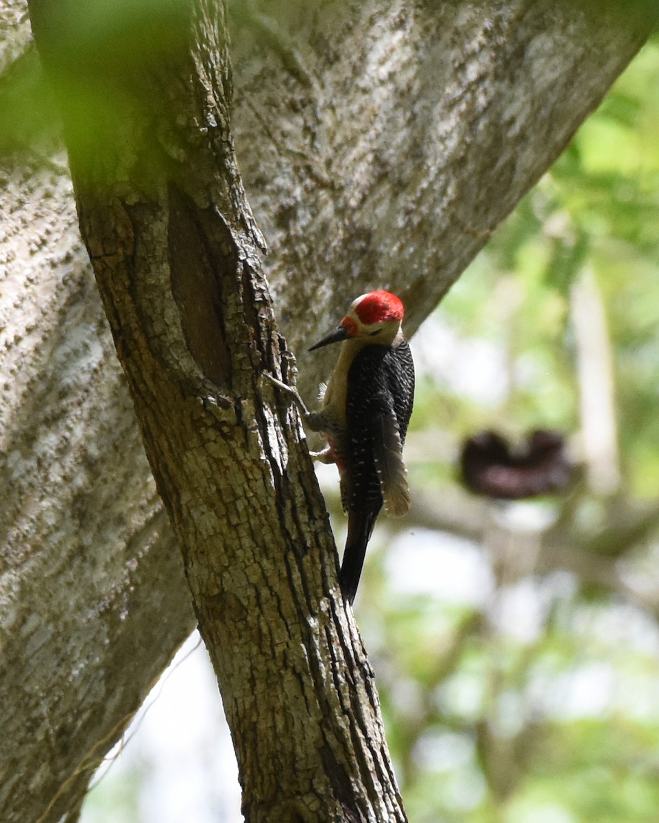 Golden-fronted Woodpecker - ML625477352