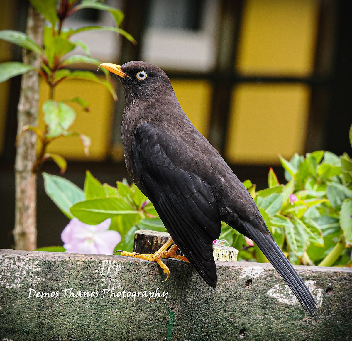 Sooty Thrush - ML625477368