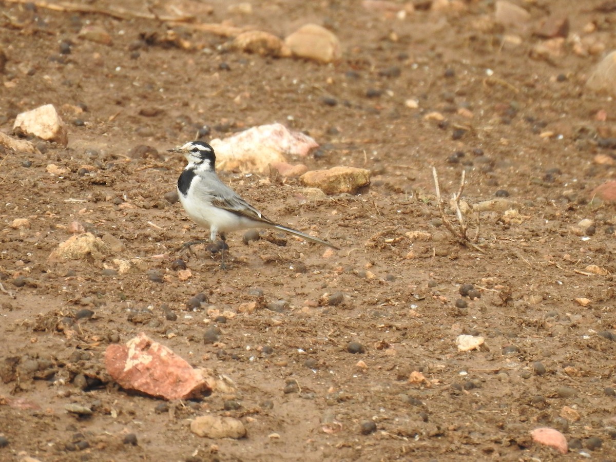 White Wagtail (Moroccan) - ML625477394