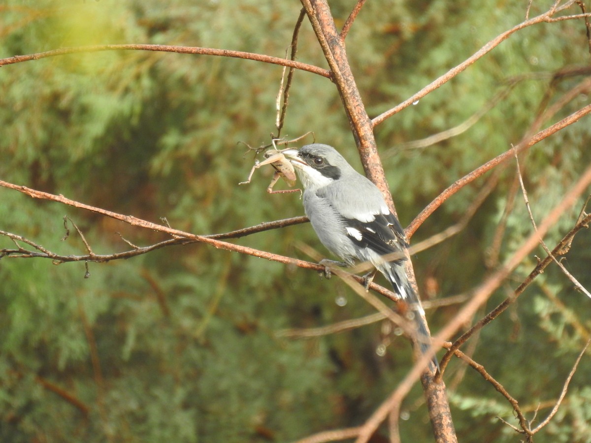 Great Gray Shrike - ML625477420