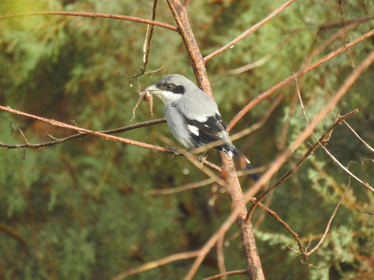 Great Gray Shrike - ML625477430