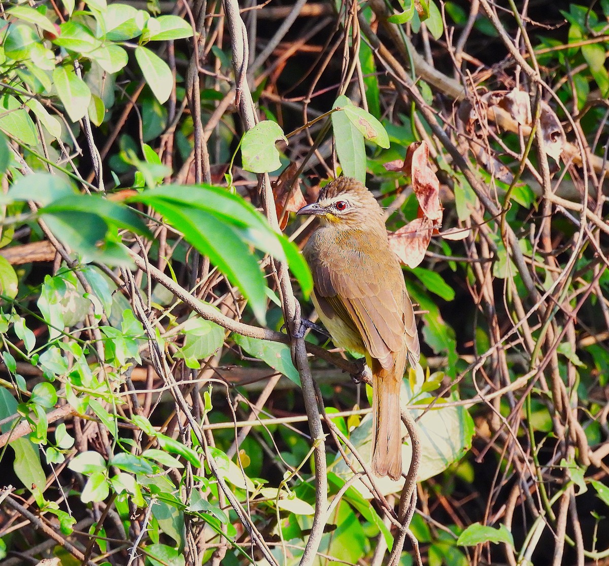 White-browed Bulbul - ML625477514
