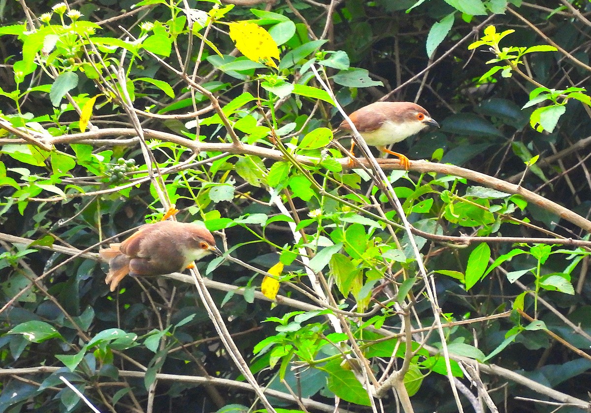 Yellow-eyed Babbler - ML625477592