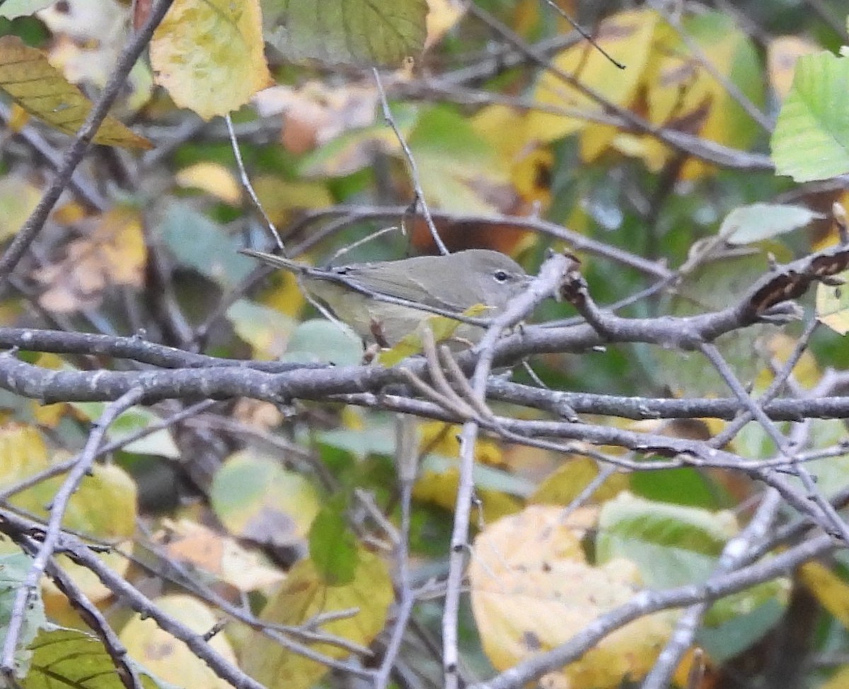 Orange-crowned Warbler - ML625477670