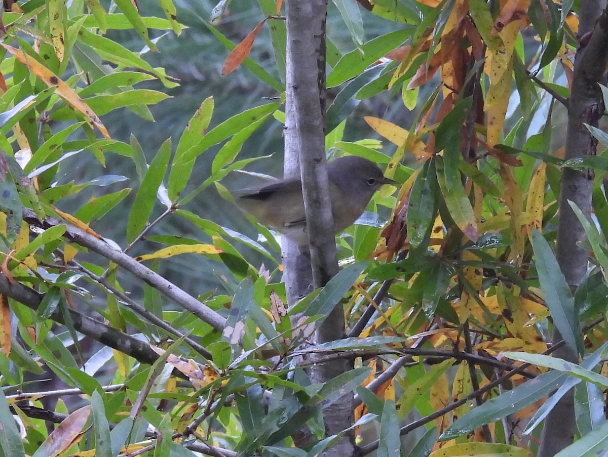 Orange-crowned Warbler - ML625477671