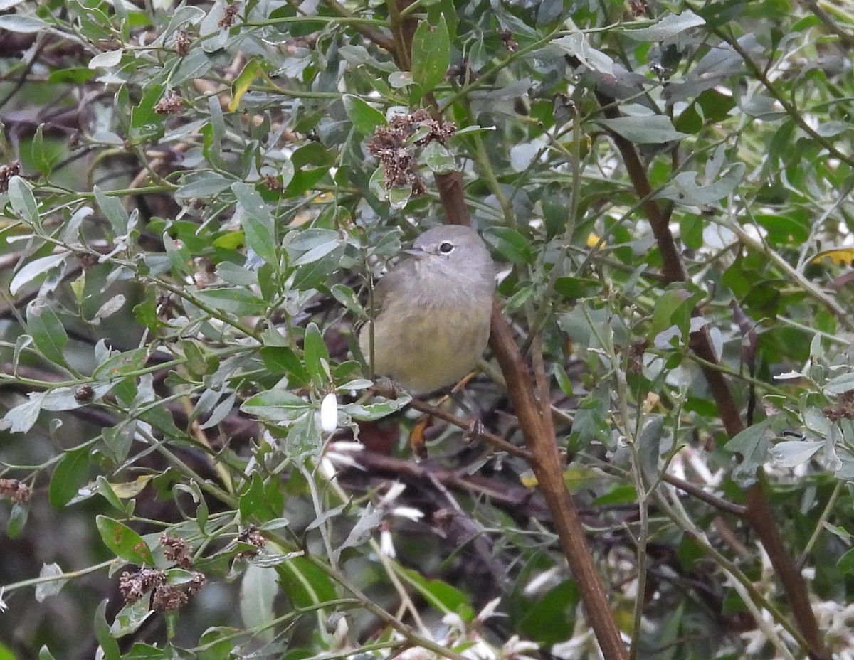 Orange-crowned Warbler - ML625477680