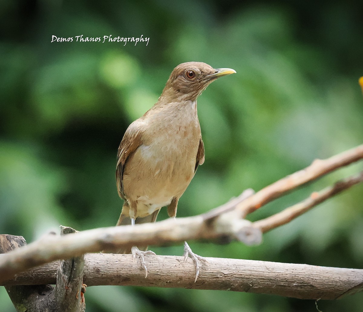 Clay-colored Thrush - ML625477696