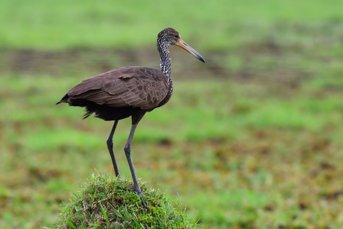 Limpkin - ML625477699