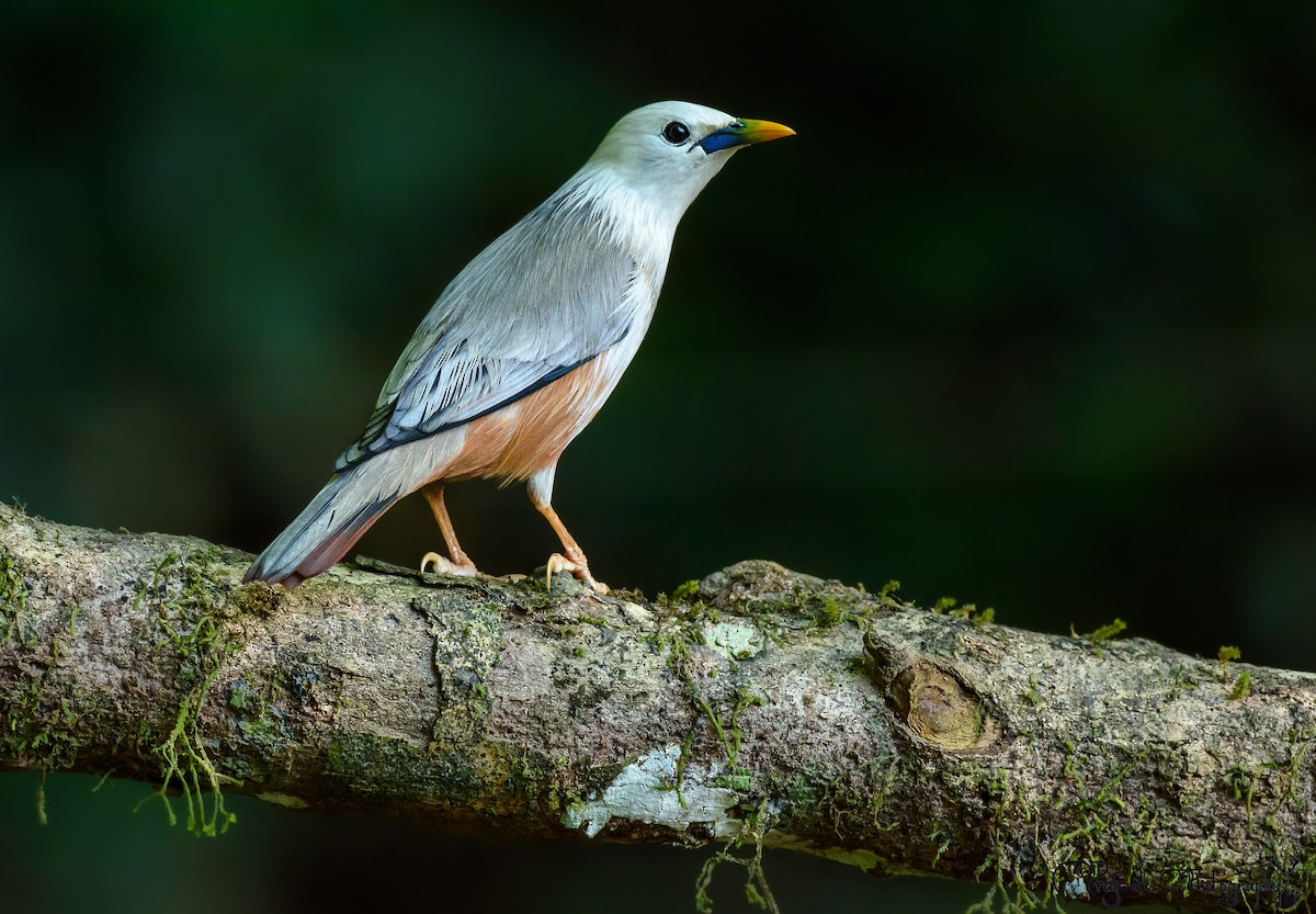 Malabar Starling - ML625477733