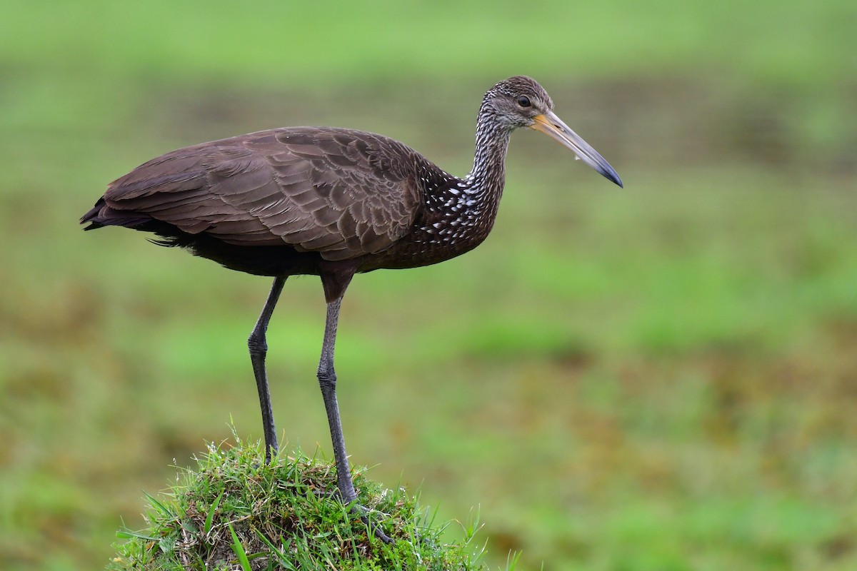 Limpkin - ML625477764