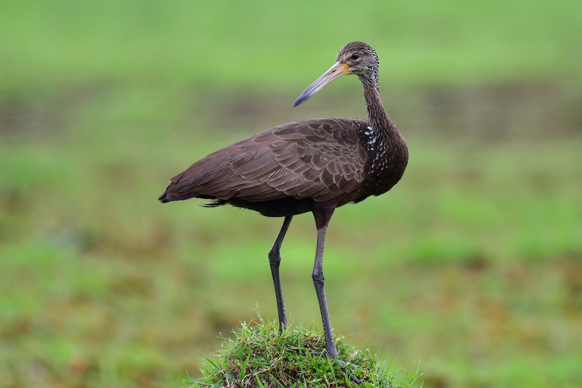 Limpkin - ML625477766