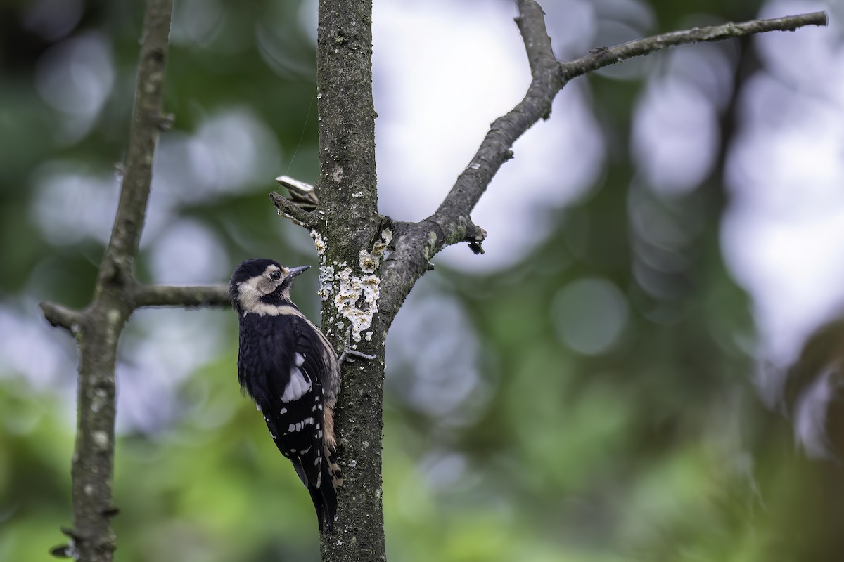 Necklaced Woodpecker - ML625477866