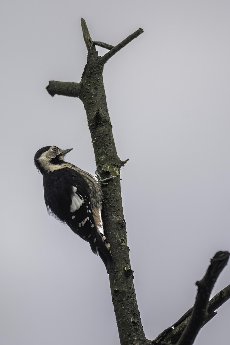 Necklaced Woodpecker - ML625477867