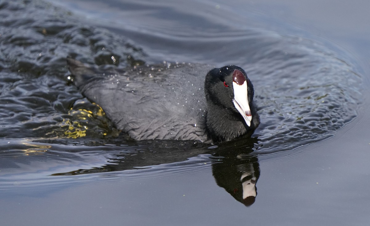 American Coot - ML625477901