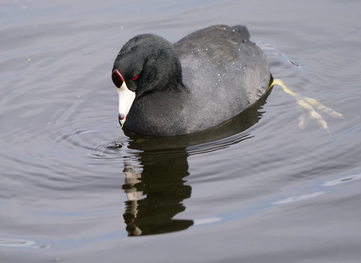 American Coot - ML625477902