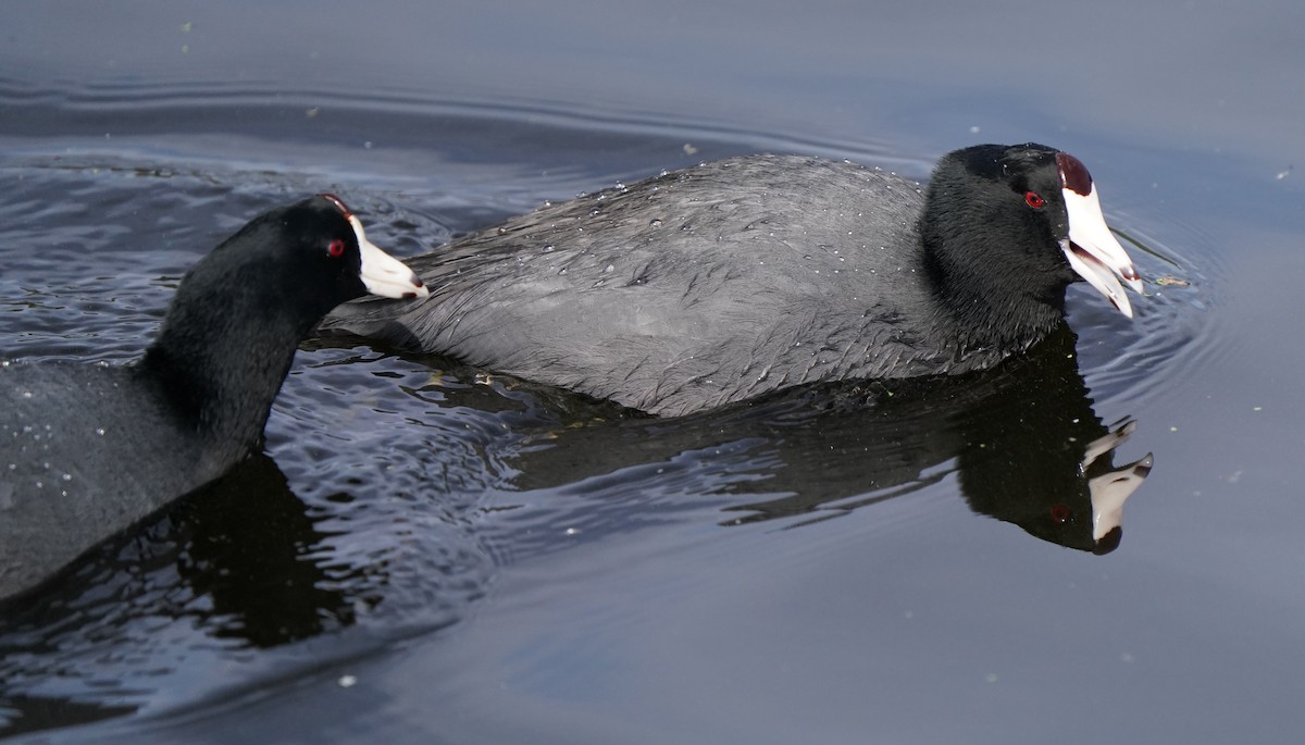 American Coot - ML625477903