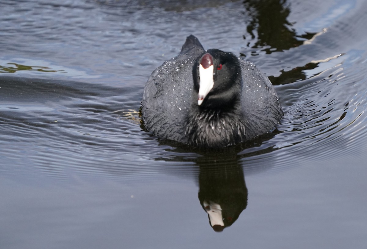 American Coot - ML625477904