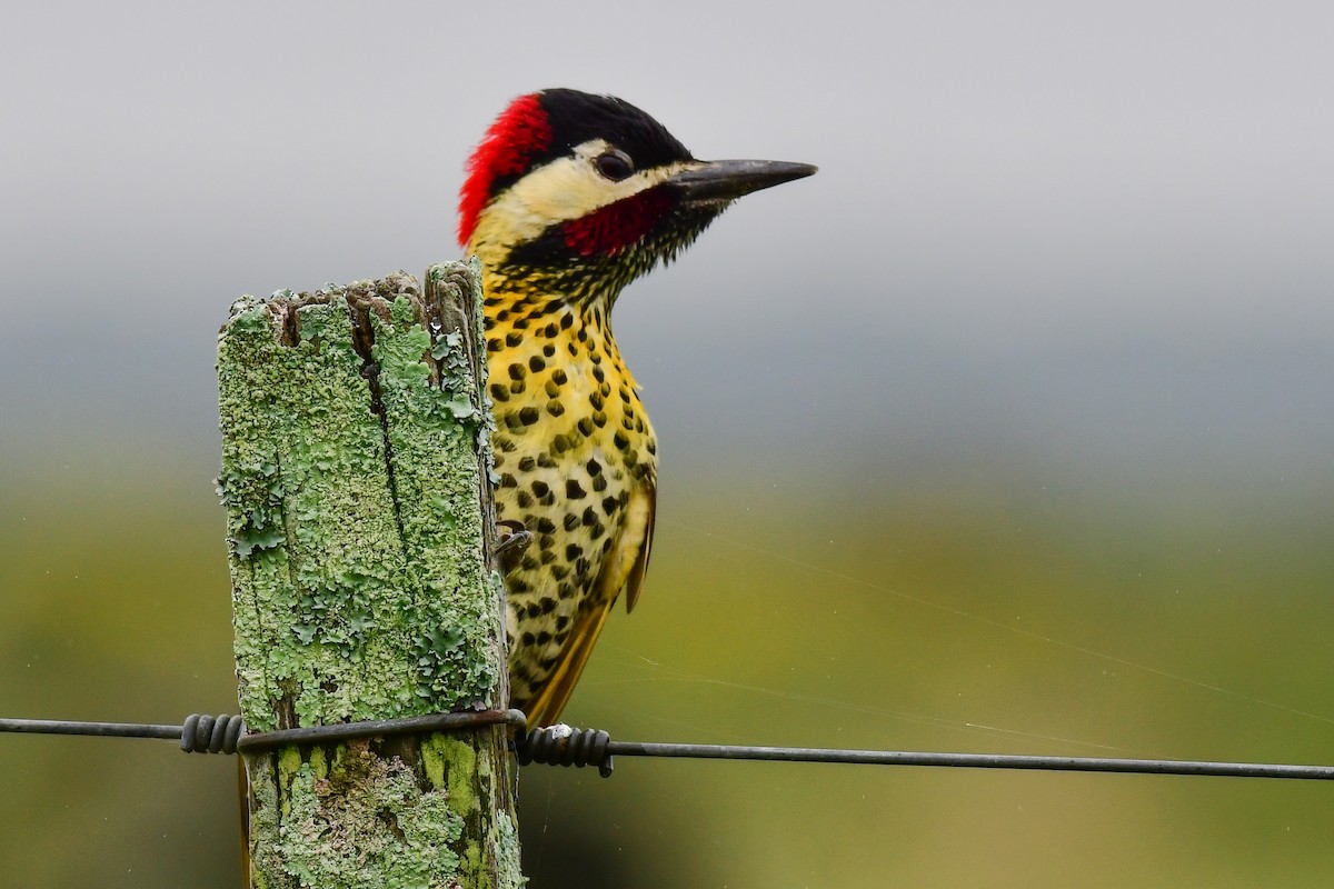 Green-barred Woodpecker - ML625478114