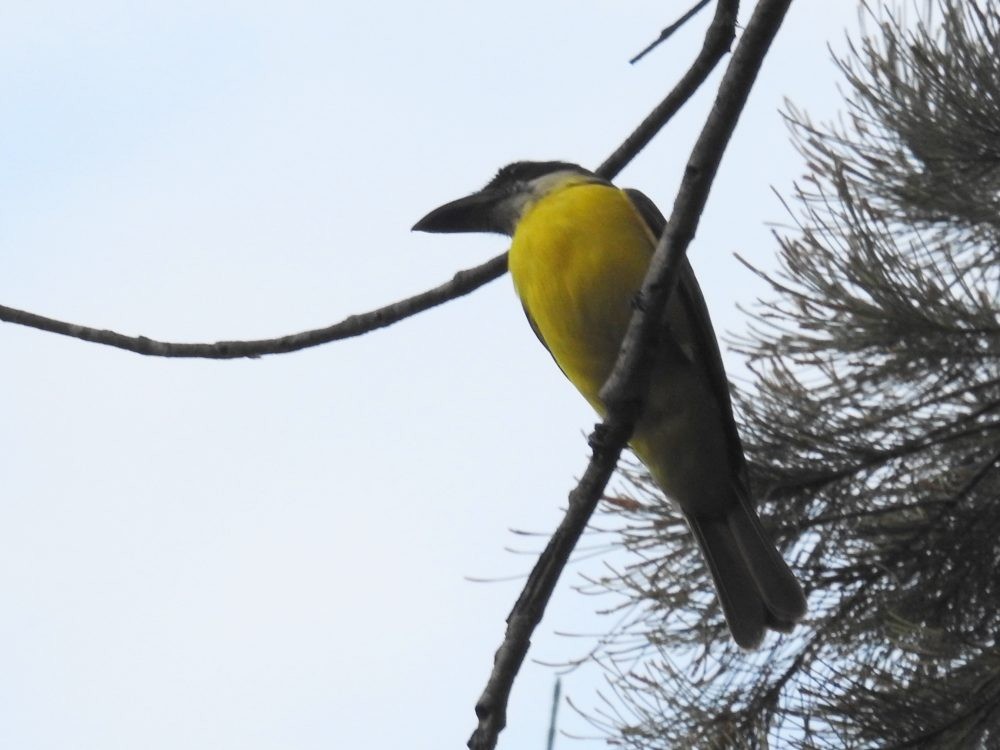 Boat-billed Flycatcher - ML625478139