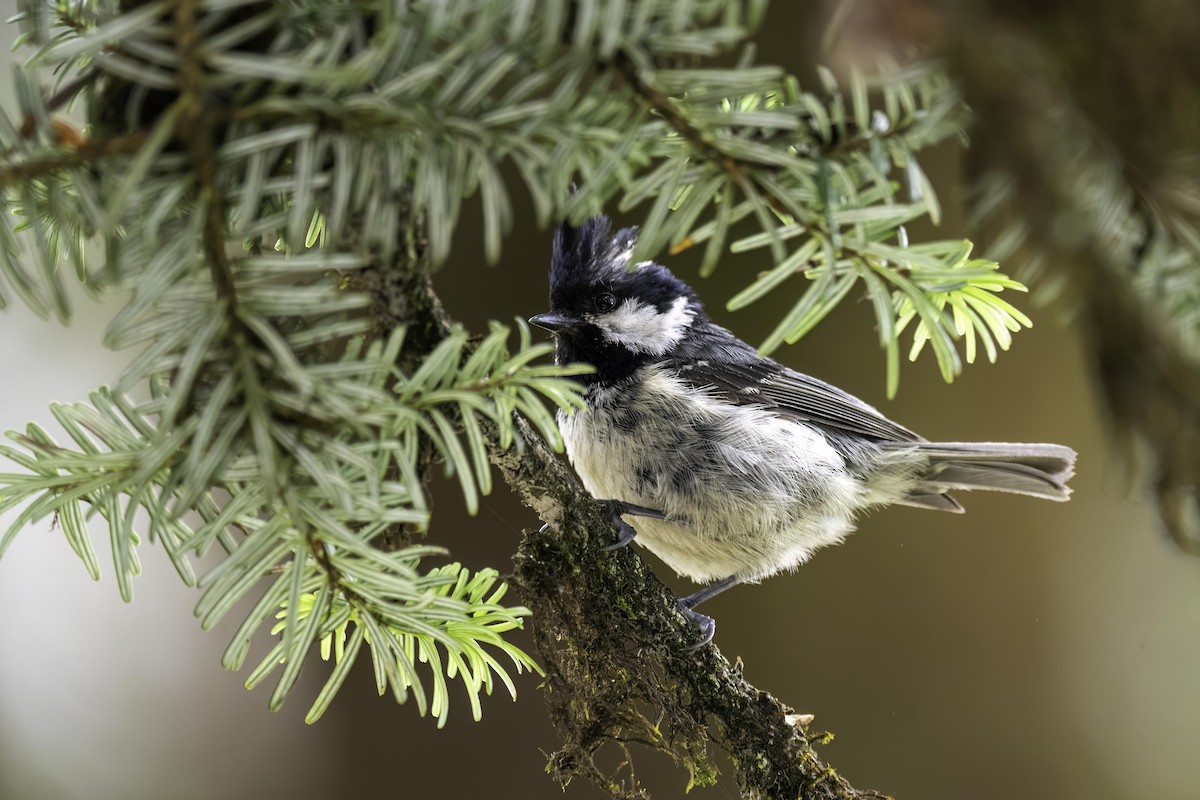 Rufous-vented Tit - ML625478186