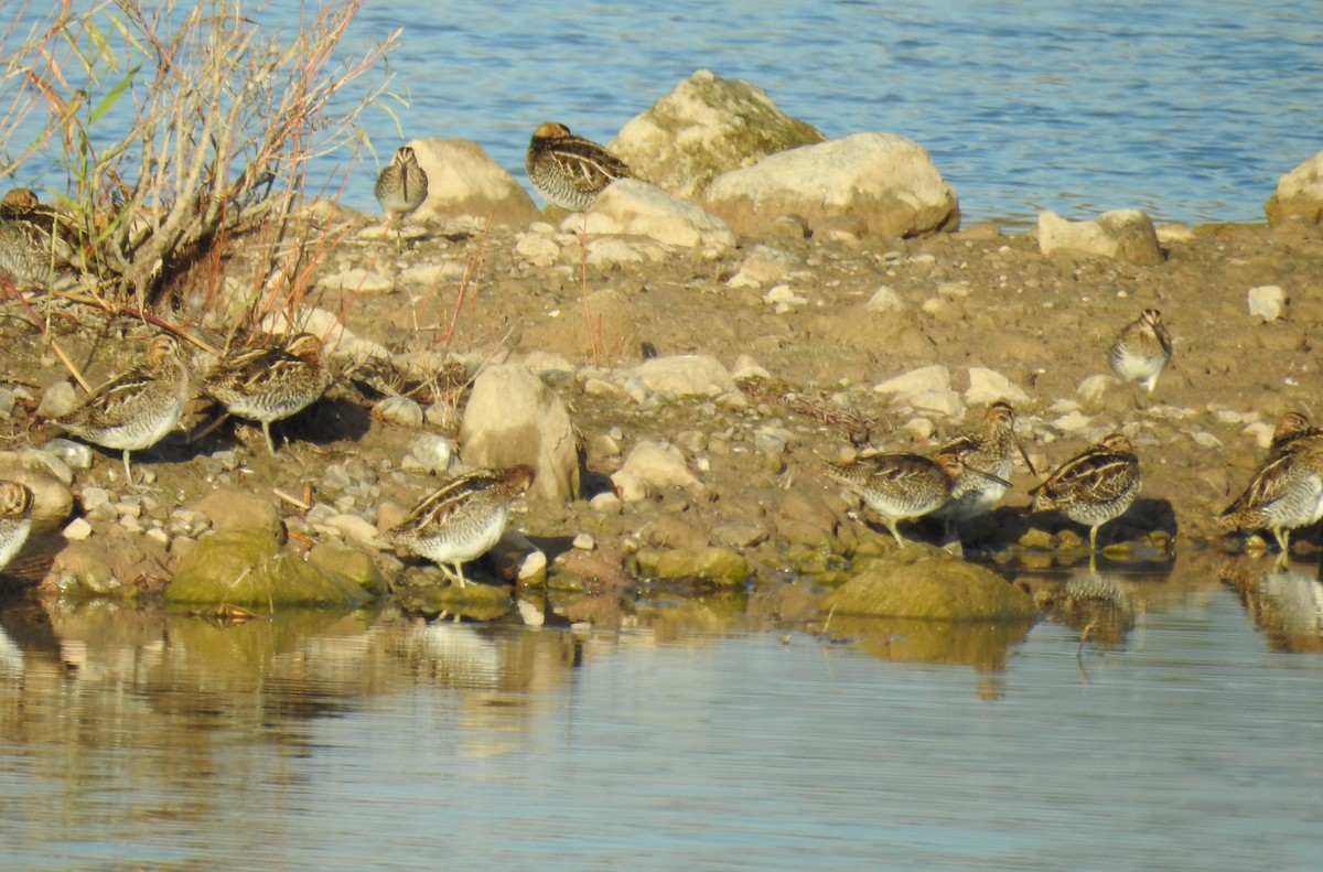 Wilson's Snipe - Bruce Hoover