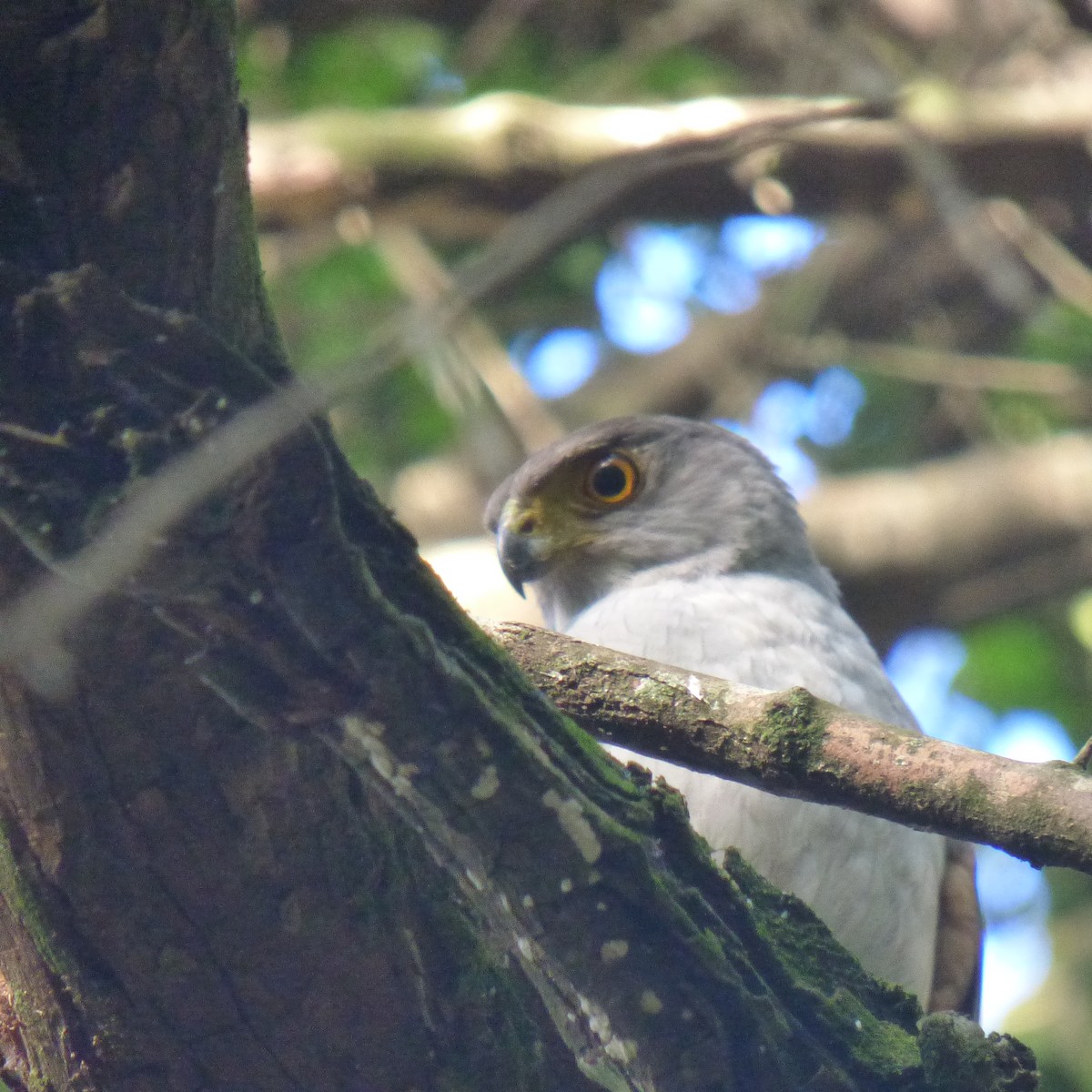 モモアカハイタカ - ML625478238