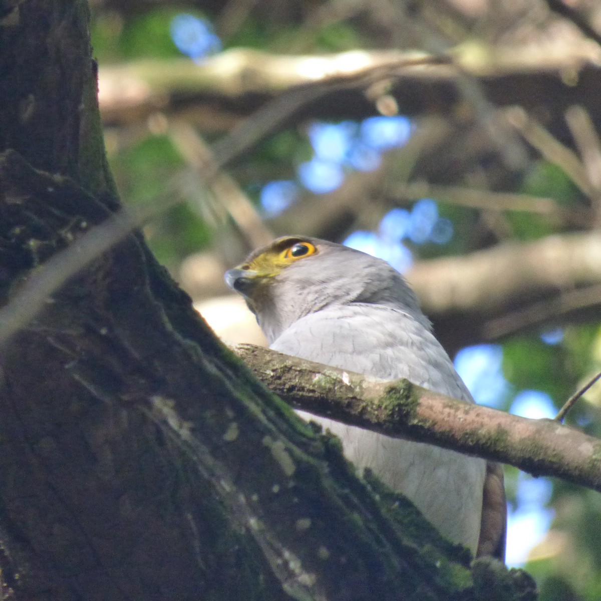 モモアカハイタカ - ML625478239