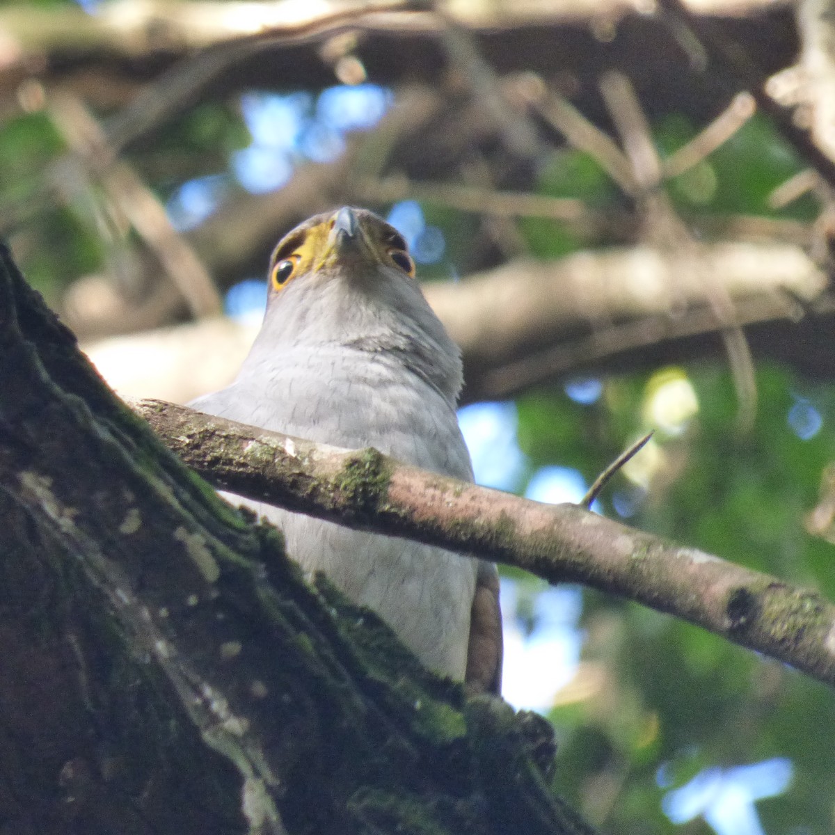 モモアカハイタカ - ML625478272