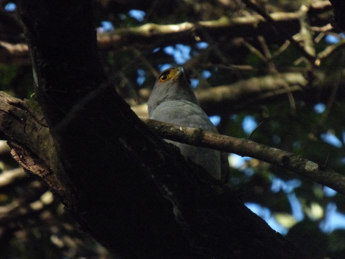 モモアカハイタカ - ML625478274