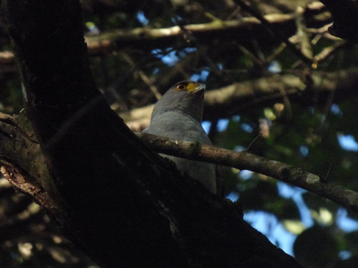 モモアカハイタカ - ML625478276