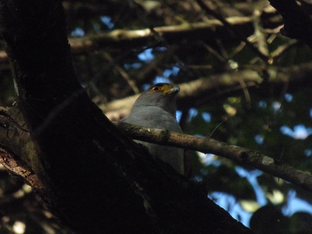 Zweifarbhabicht - ML625478280