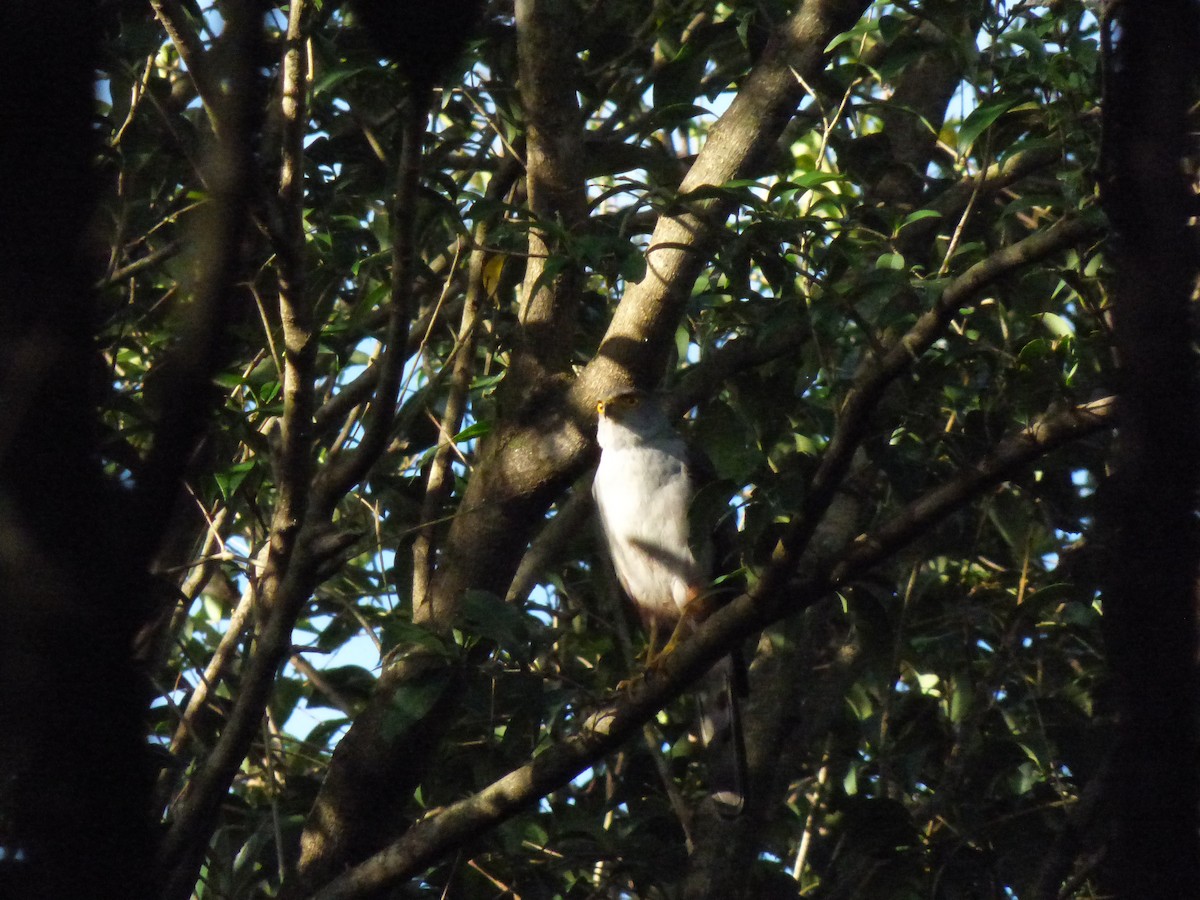 モモアカハイタカ - ML625478287