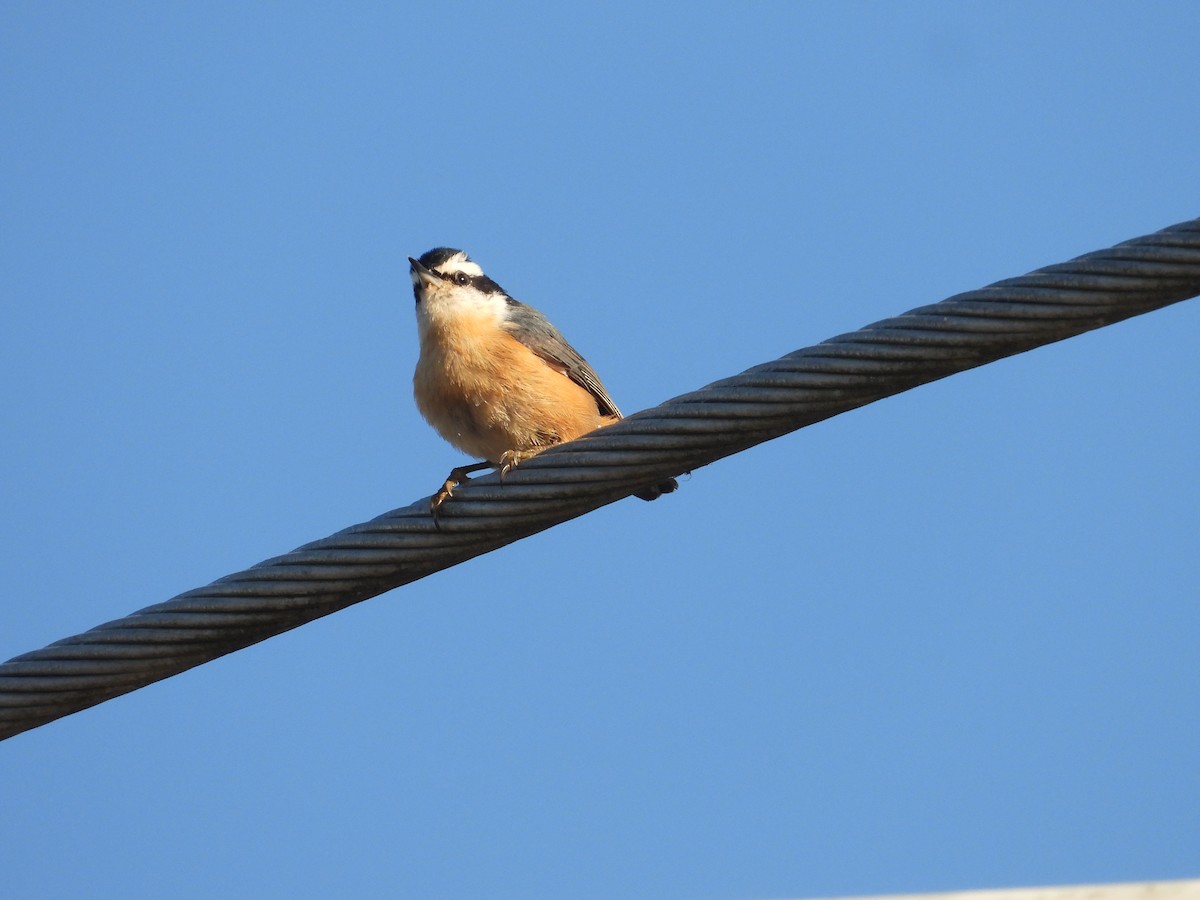 Red-breasted Nuthatch - ML625478288