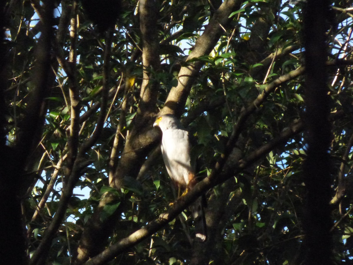 モモアカハイタカ - ML625478289