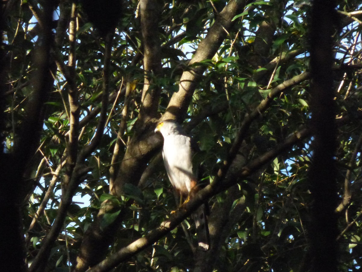 モモアカハイタカ - ML625478291